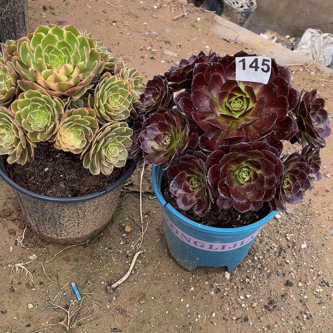 多肉法师145号粉花妖➕黑寡妇发货不包损
