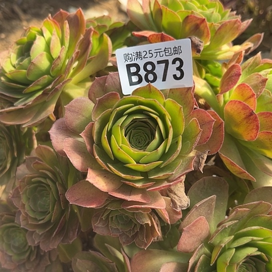 明**后多肉植物一个有砍