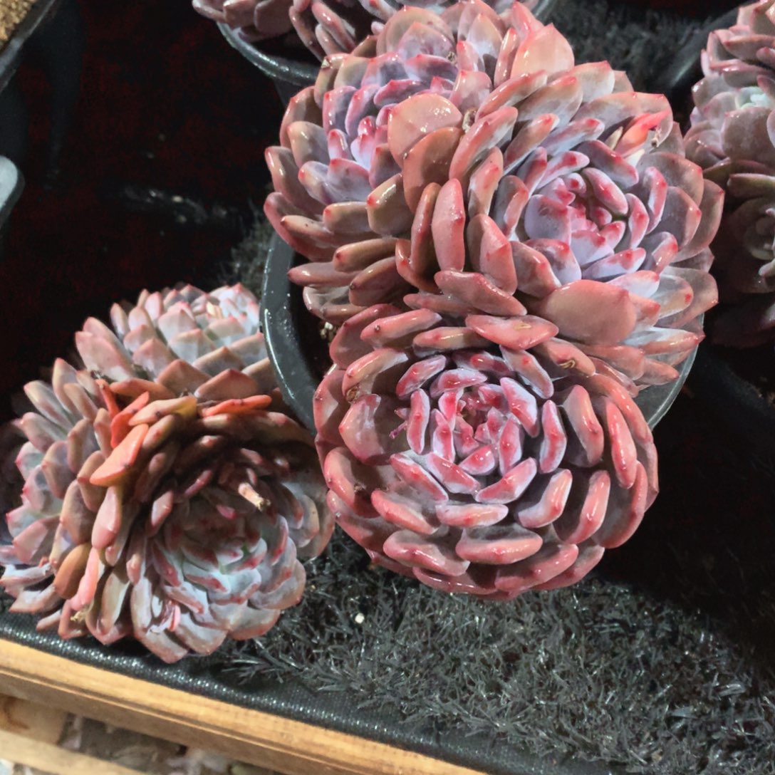 多肉葡萄等经济植物星影