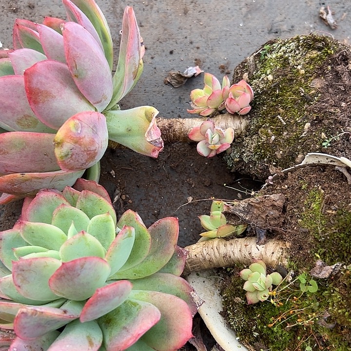 绮罗仙子不缀的2盆。         