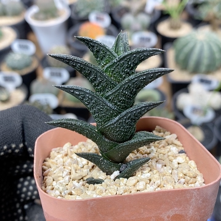 238号硬叶十二卷尼古拉4cm