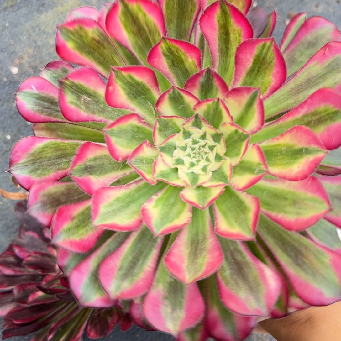 小***皮154同花顺砍头两个