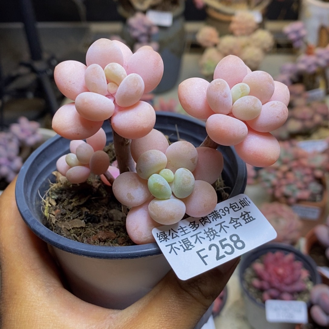 258橘子香水多肉5m