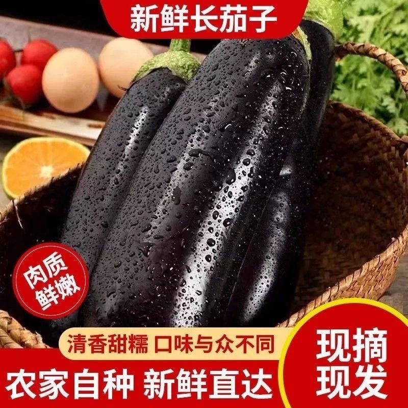 新鲜现摘黑棒茄子 绿把紫皮长茄子烧烤时令蔬菜