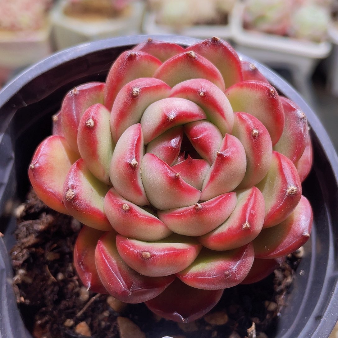 251 精品多肉一物一拍