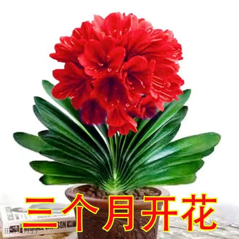 君子兰盆栽绿植花卉室内客厅和尚君子兰花苗植物