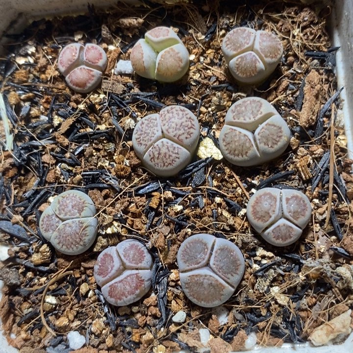 漂亮奔驰特价特价