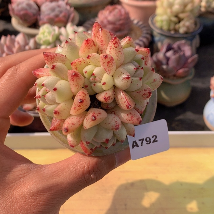 一物一拍满38包邮A792