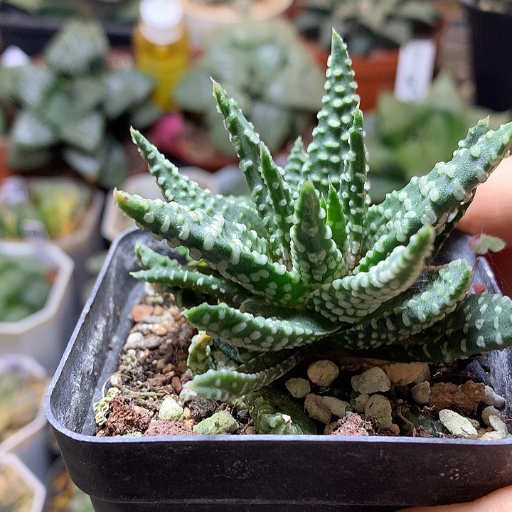 硬叶带盆土发货lloklvtu