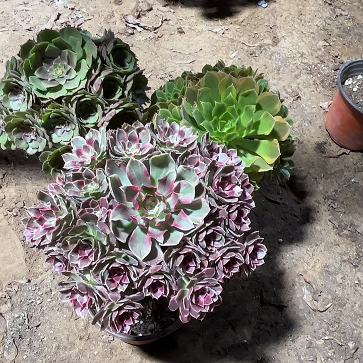 696多肉植物组合，瑕疵特价，