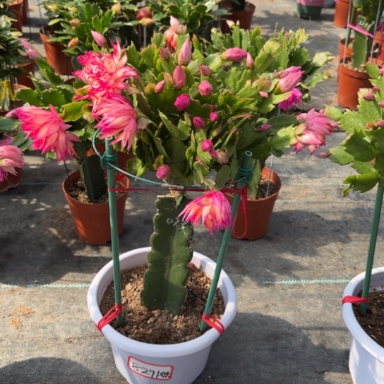 姝***n白盆073蟹爪兰8291