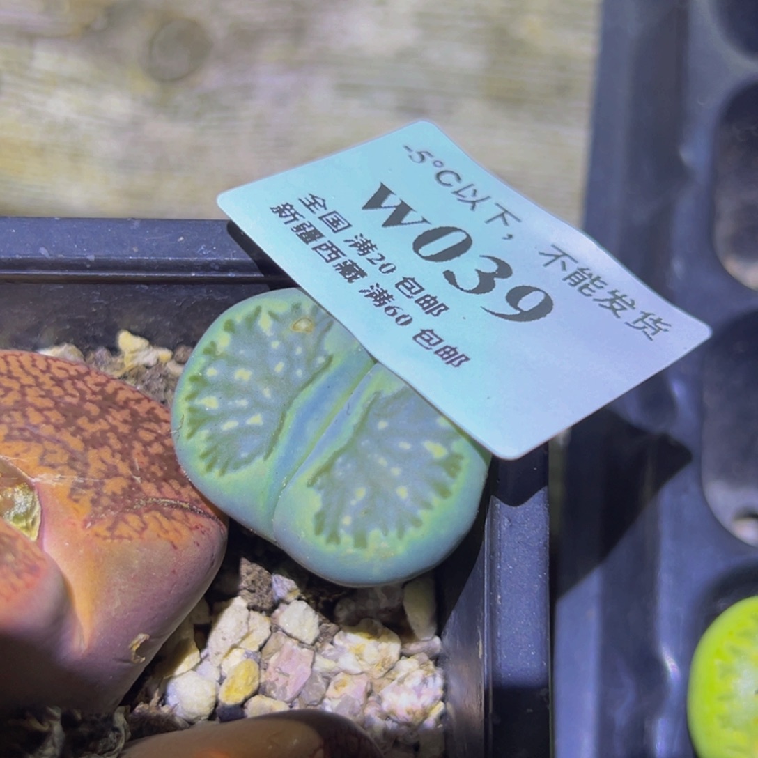 039 一物一拍，默认有伤，介意勿拍，不退不换