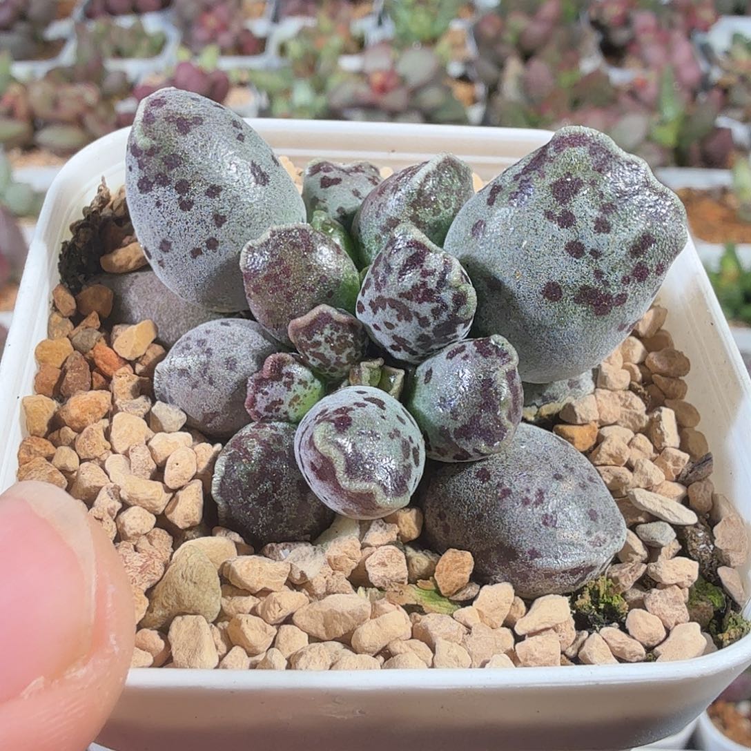 沐***儿丸叶海豹            