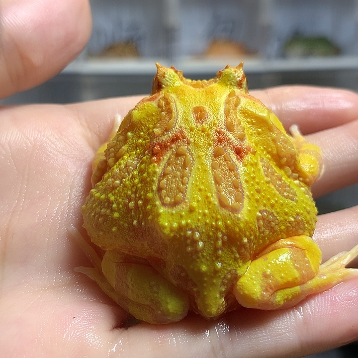 角蛙007黄金黄金黄金