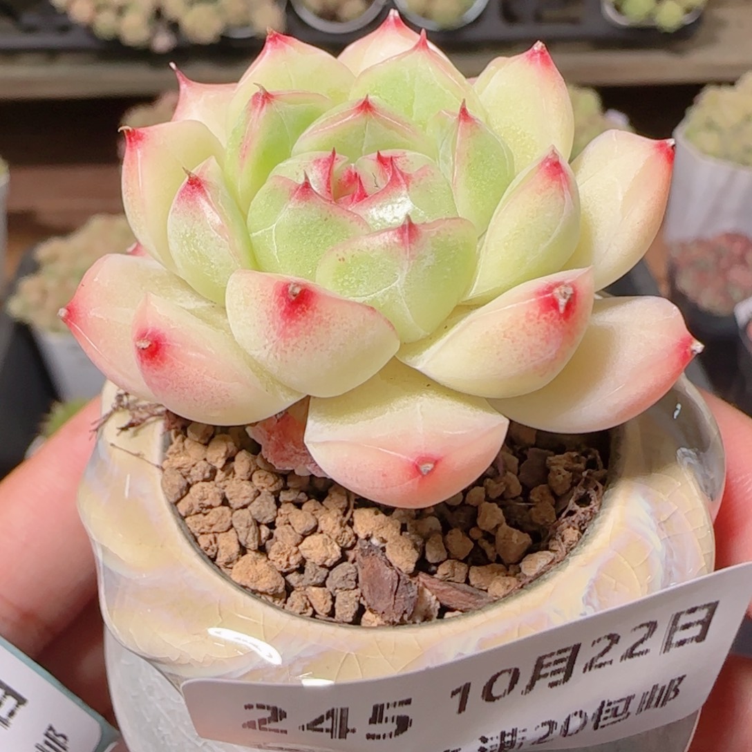 花语逸镜1022-246带盆土