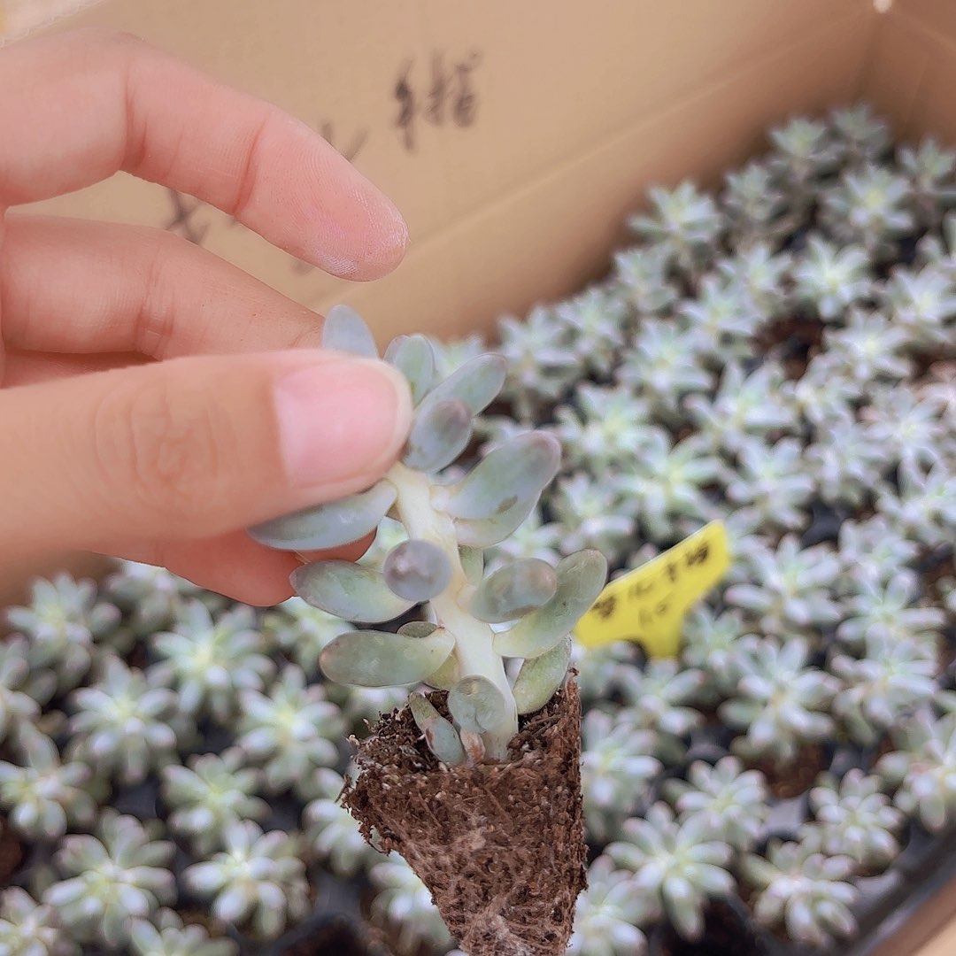 精品婴儿手指3米2ke