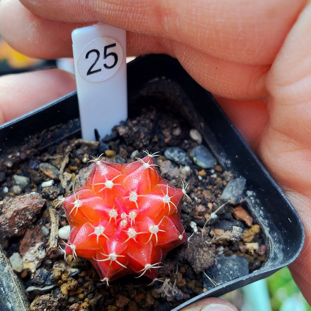 丹顶鹤非偏远地区满25包邮仙人球裸根