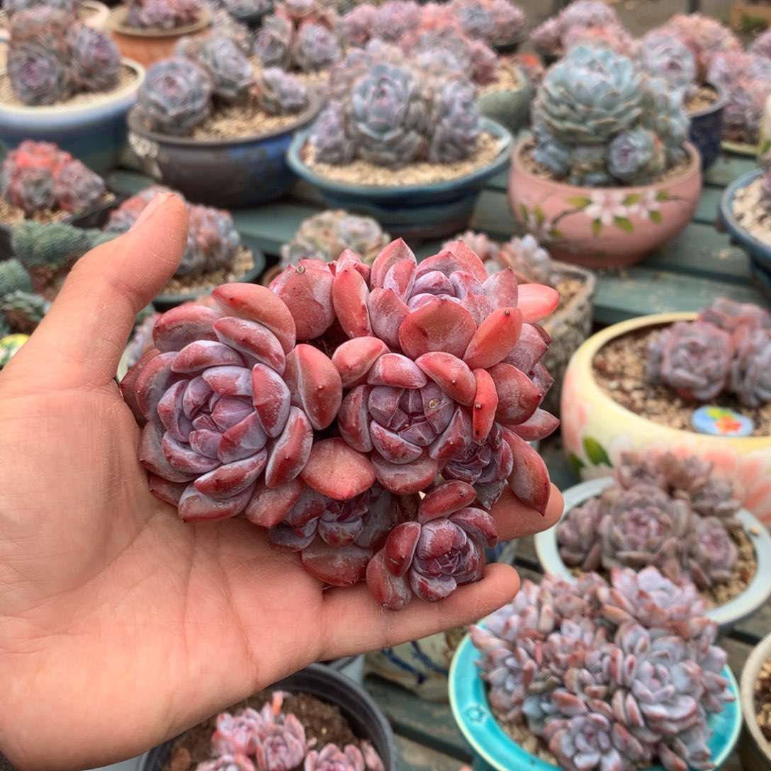 无花朵哈哈哈哈哈哈哈哈哈10