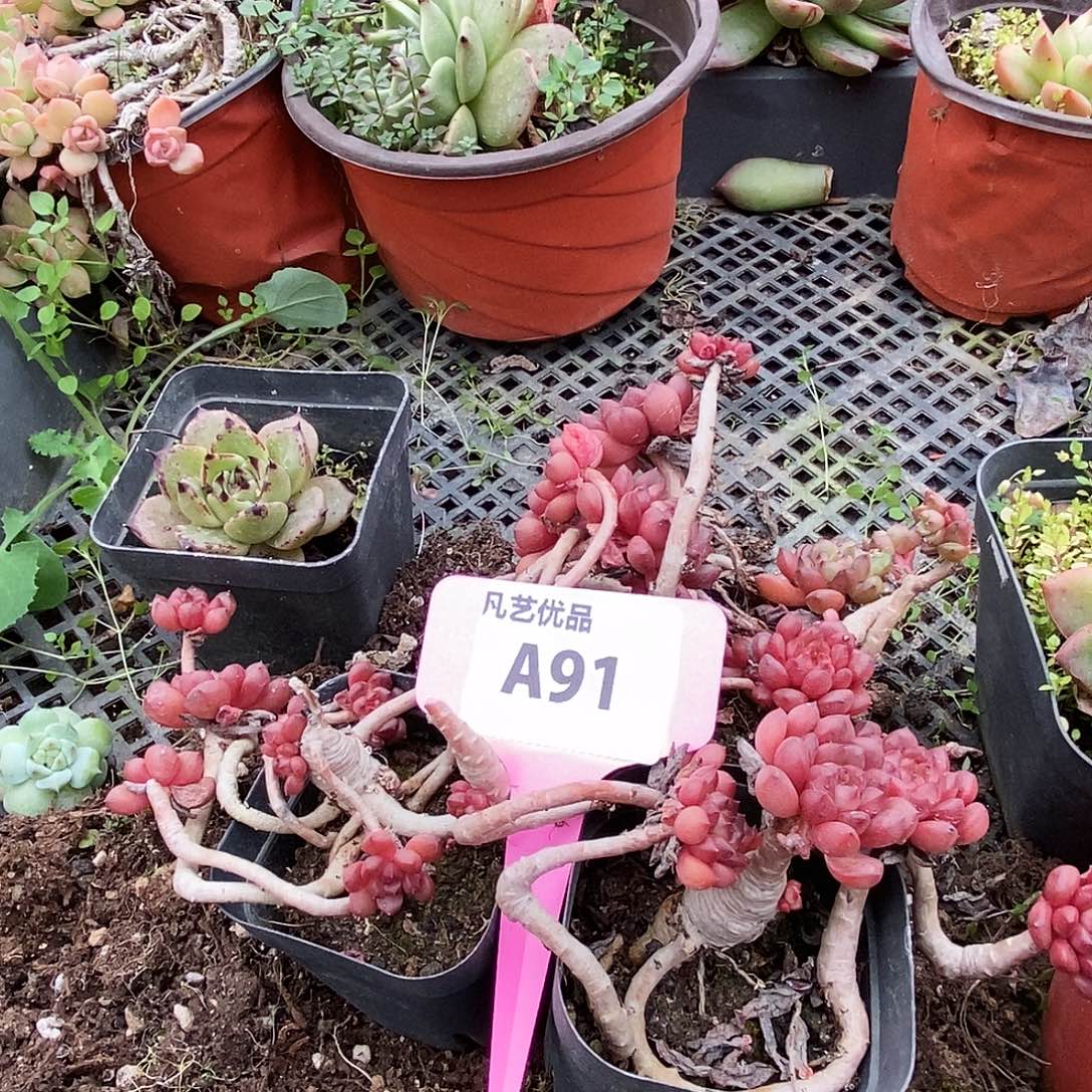 一物一拍A91（三盆）满9.9包邮