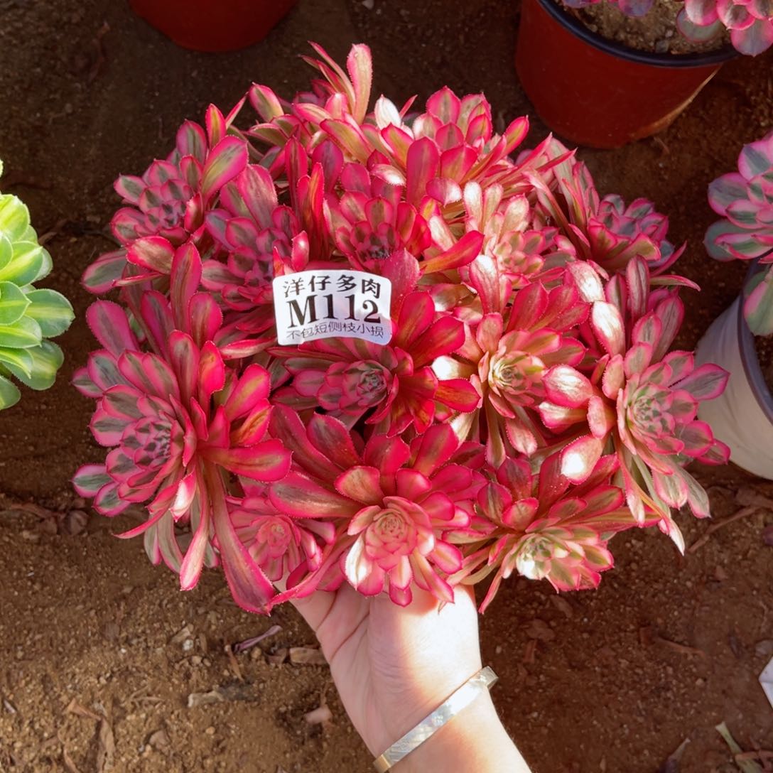 112白月光 冠幅20左右