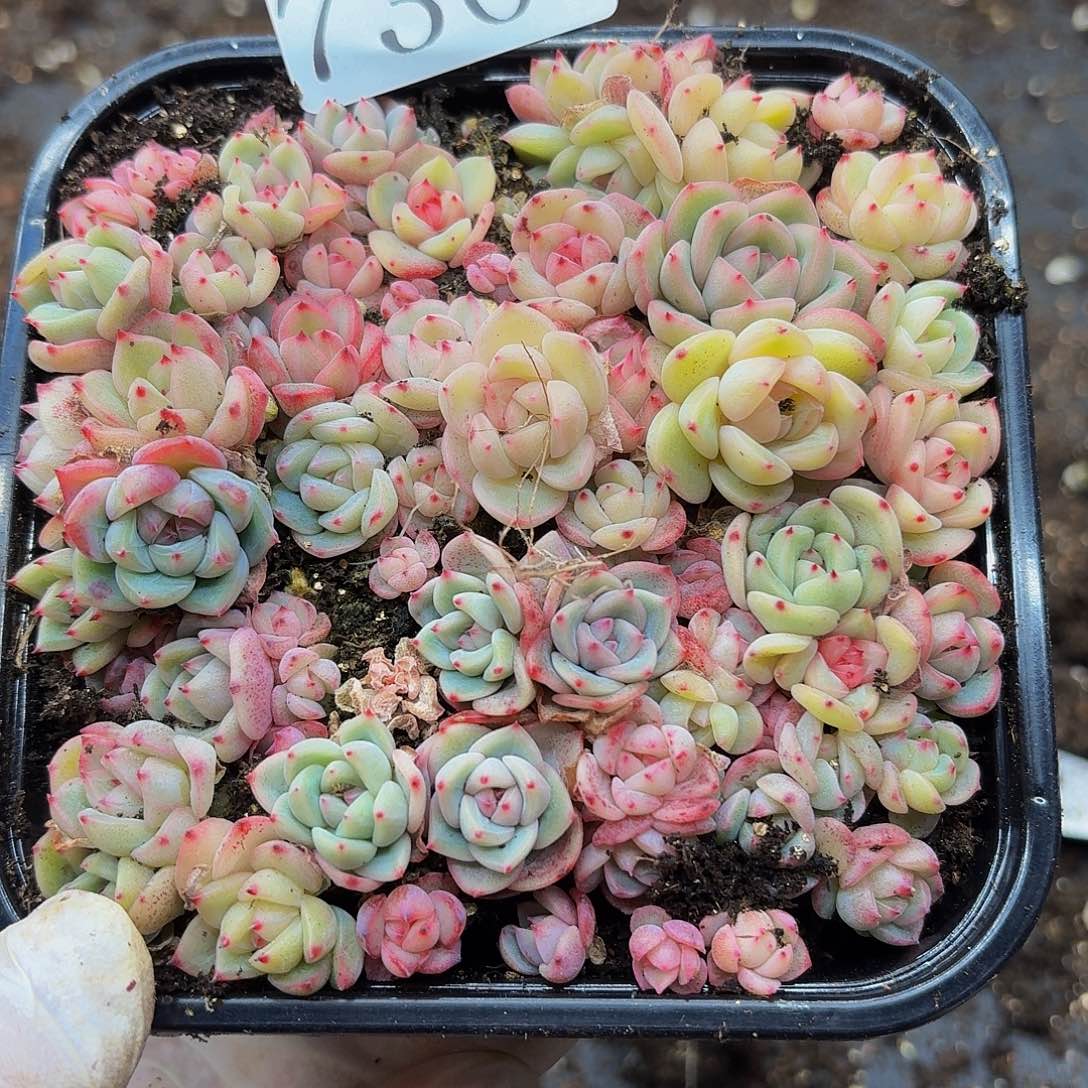 多肉植物多肉植物730