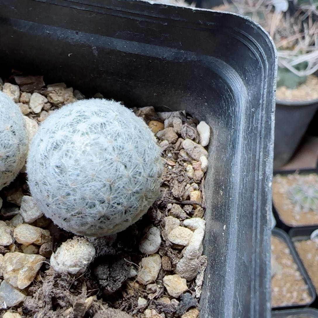 夏*被00000000000000多肉