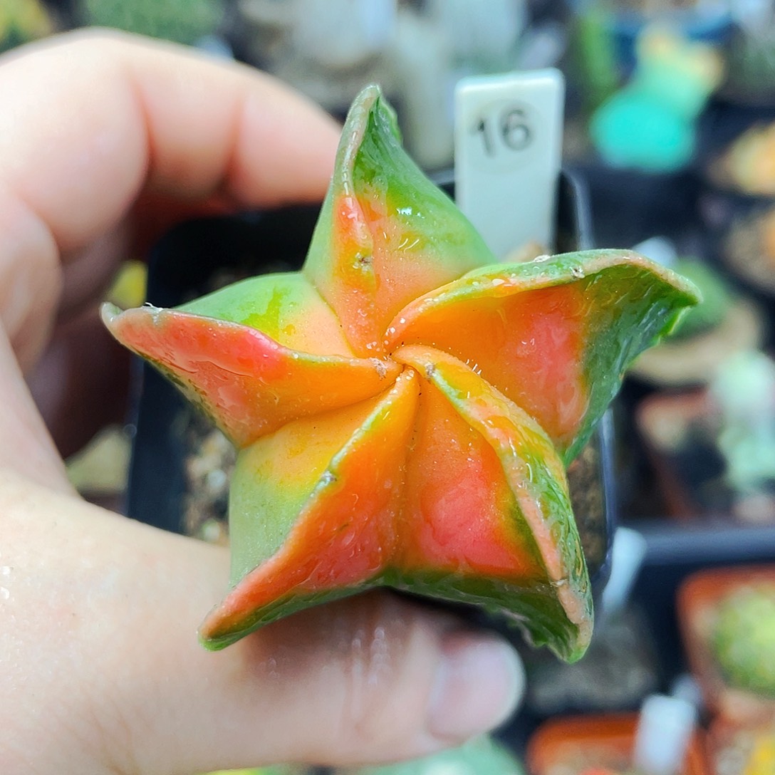 非偏远地区满25包邮仙人球