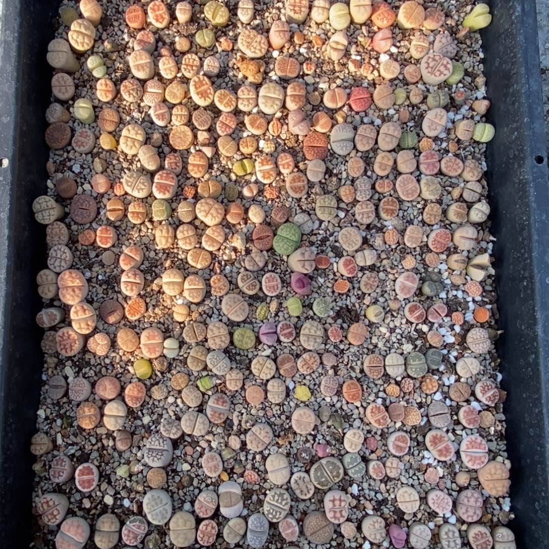 0319 生石花混合带盆土