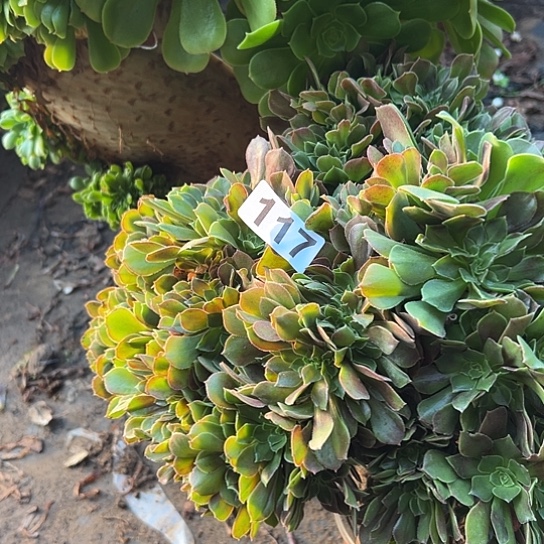 橙***子多肉植物一个有伤117