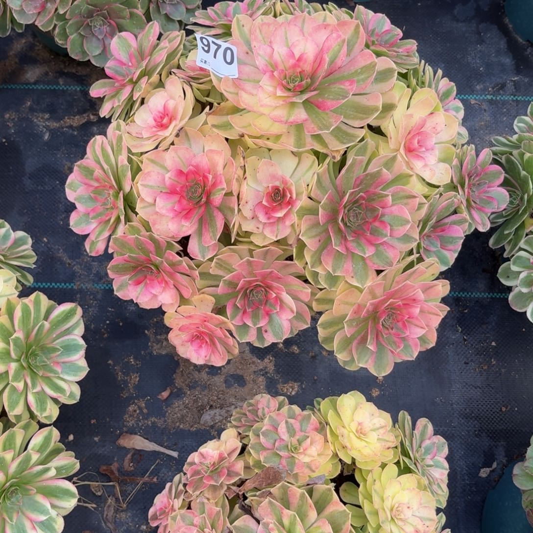 好***%970超级大雨河多肉植物福利