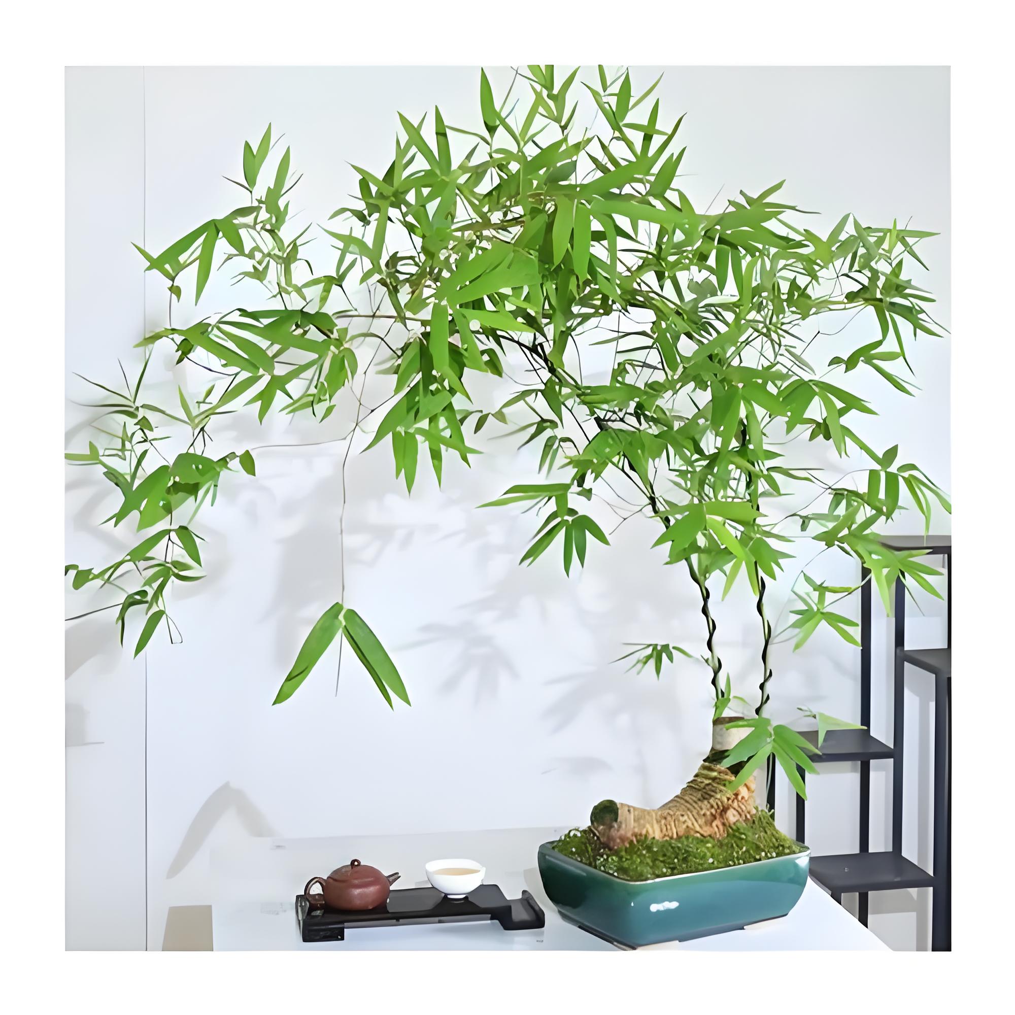 小叶簕竹 生桩 禅意观景 室内盆栽竹子