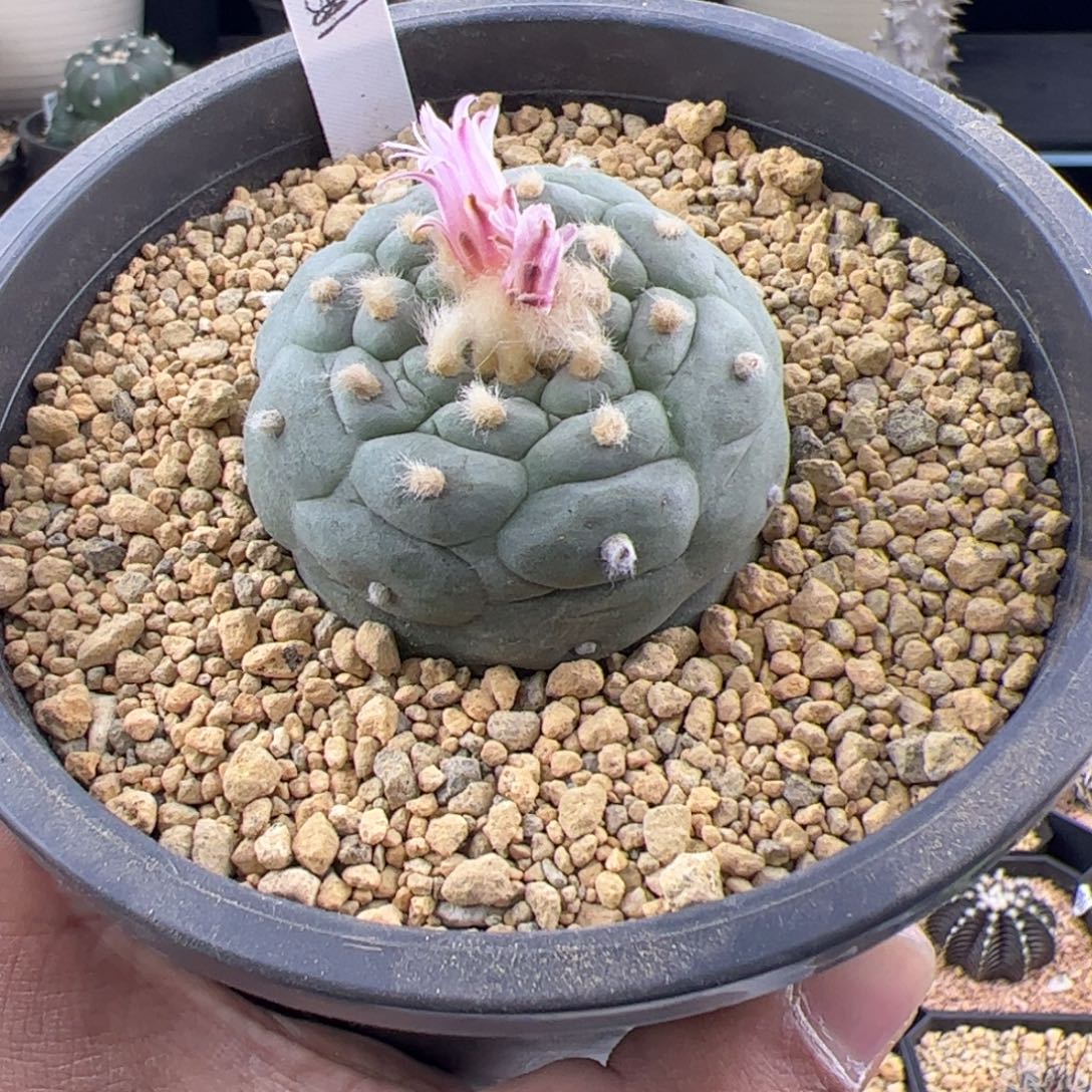 草球5.1一物一拍653