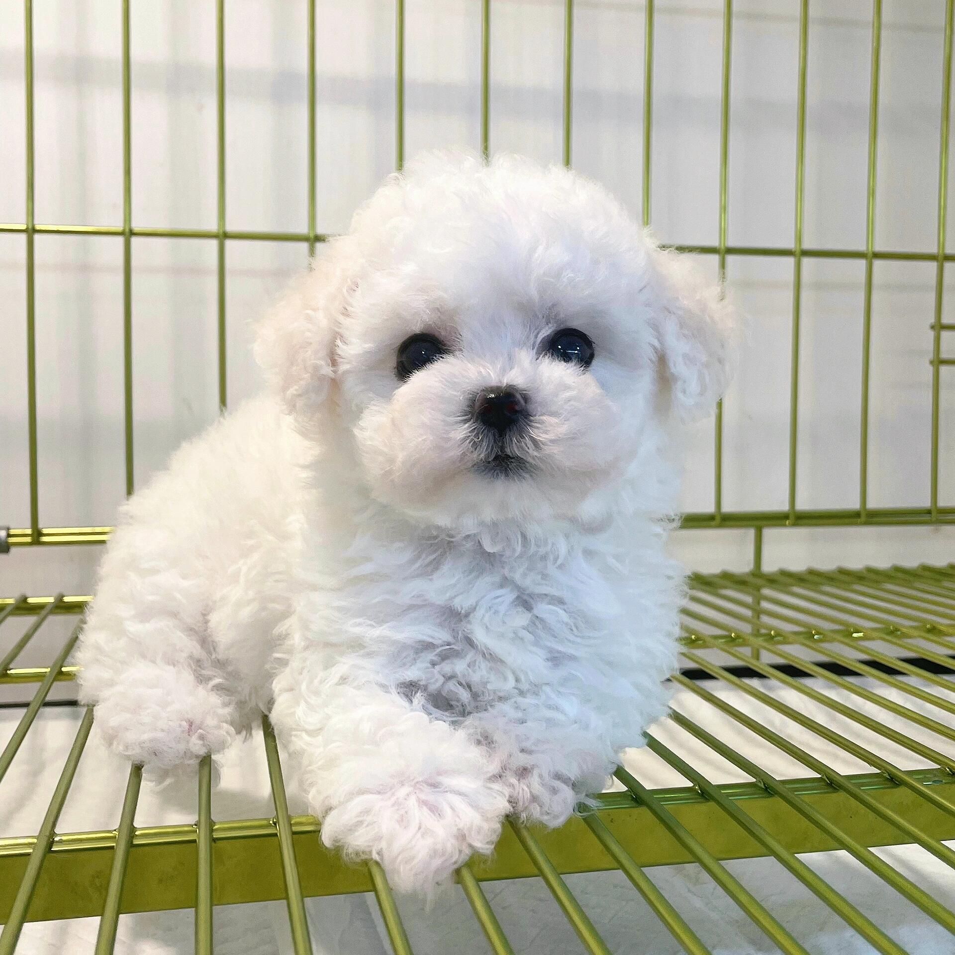 （领养狗狗送狗上门）比熊泰迪熊雪纳瑞马尔泰马尔济斯小型犬宠物狗