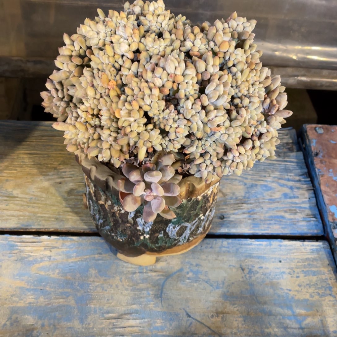 群生胖美人缀裸根发货