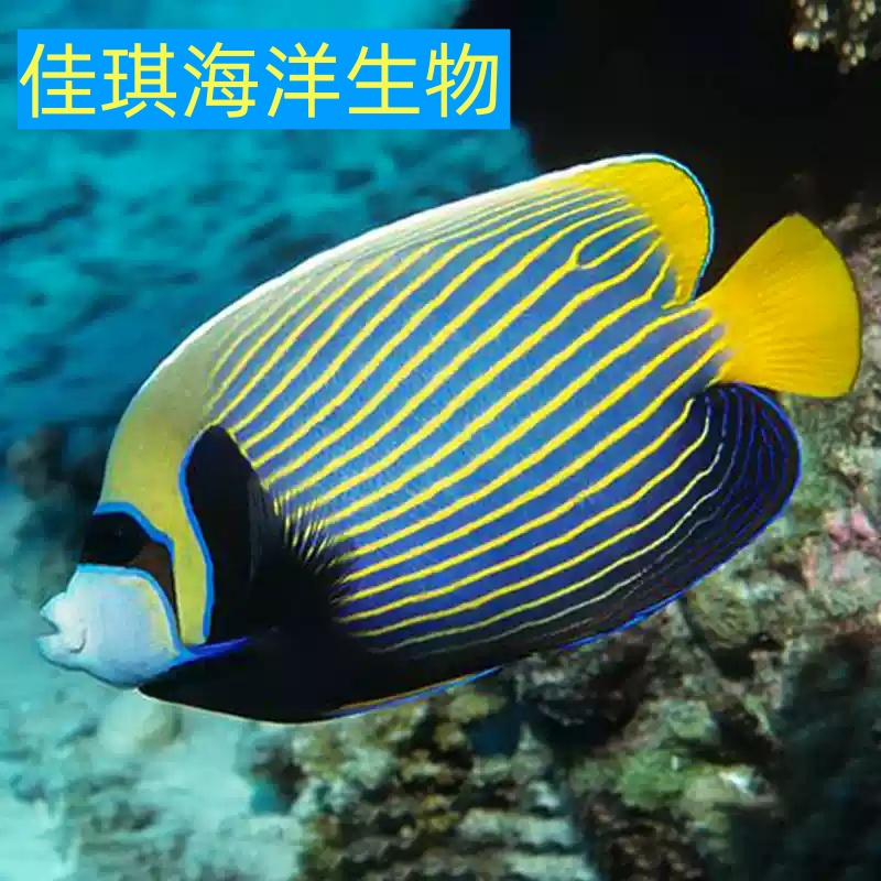 皇后神仙鱼海水鱼观赏鱼检疫定水顺丰发货