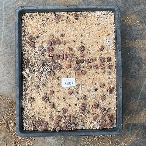 禾**肉3307，菊红窗清框特价脱土发货