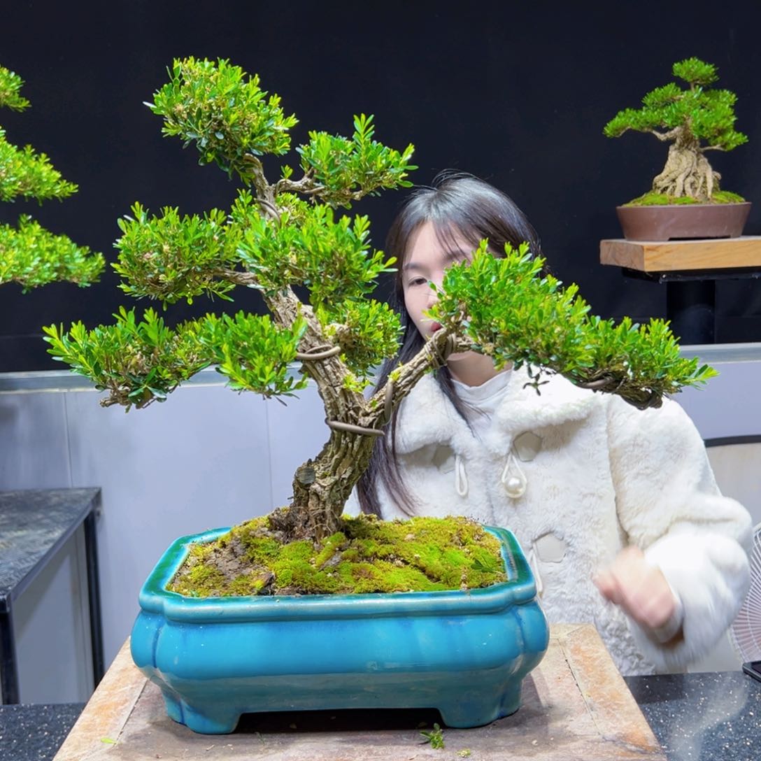 黄杨盆景室内外的