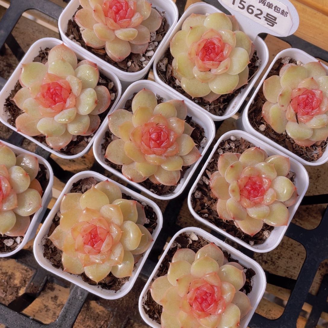 1562号 粉雾琉璃珍妮单头一个