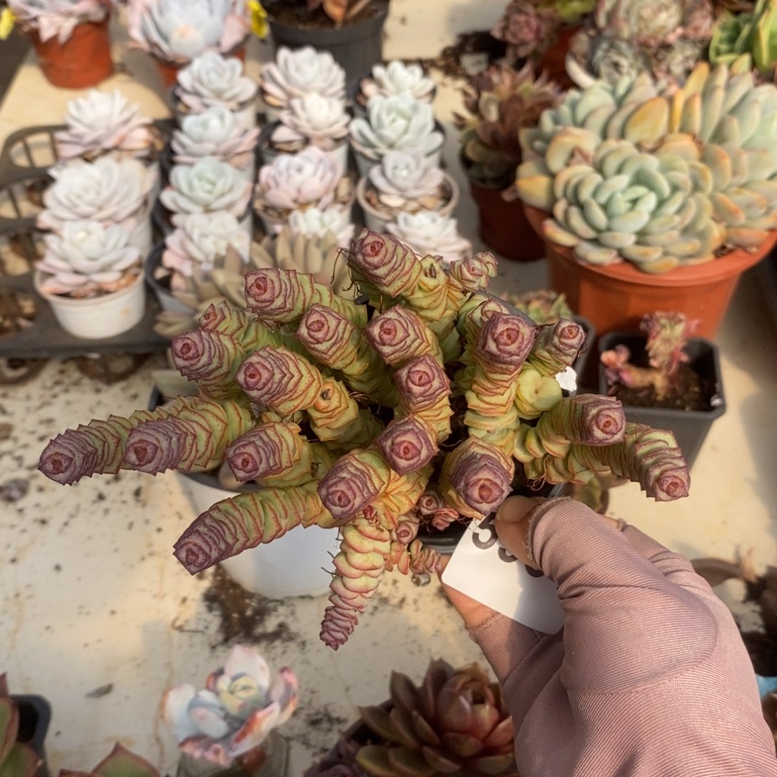 5961钱串子一物一拍