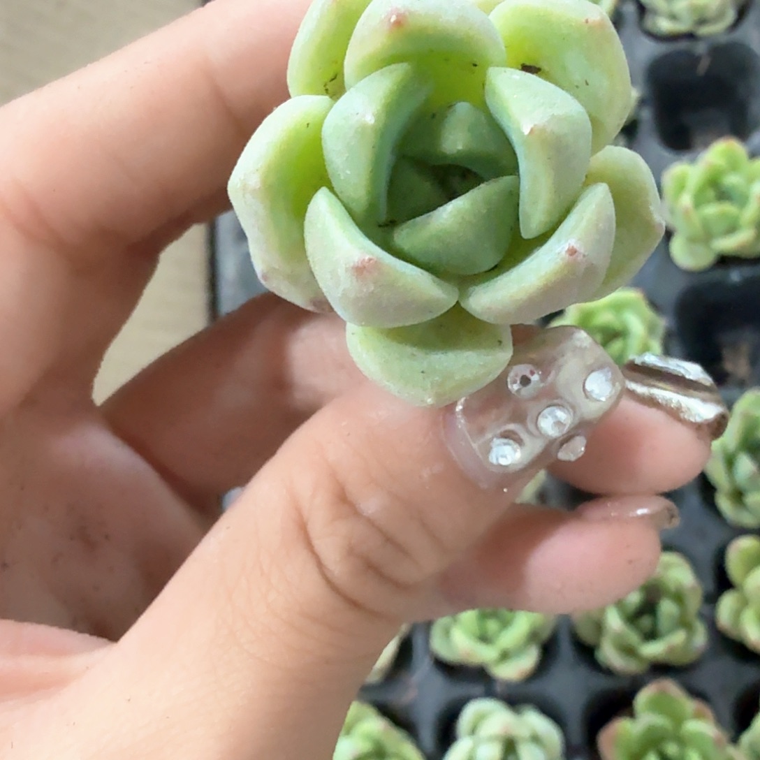 翠珍妮穴苗3颗一组