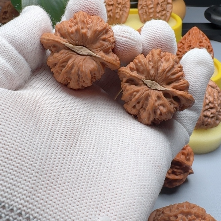 核桃卡姿兰大眼凹底密纹