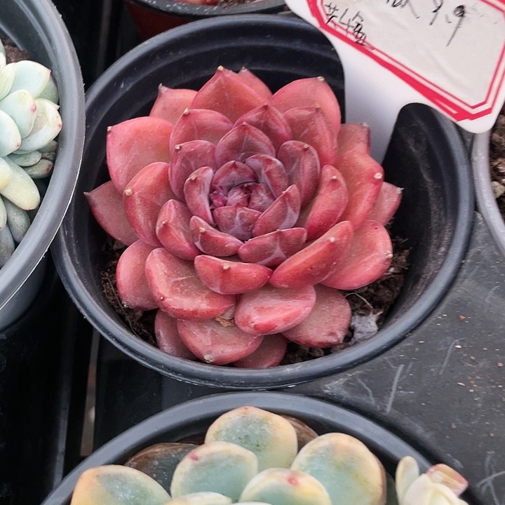 紫薇9.9一盆88888888