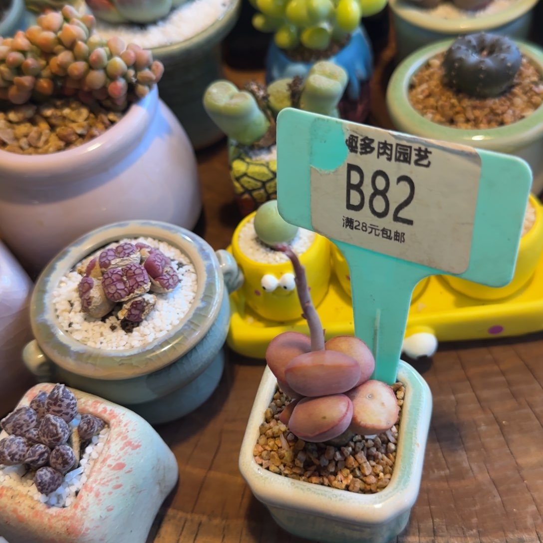 大**?多肉植物8888888
