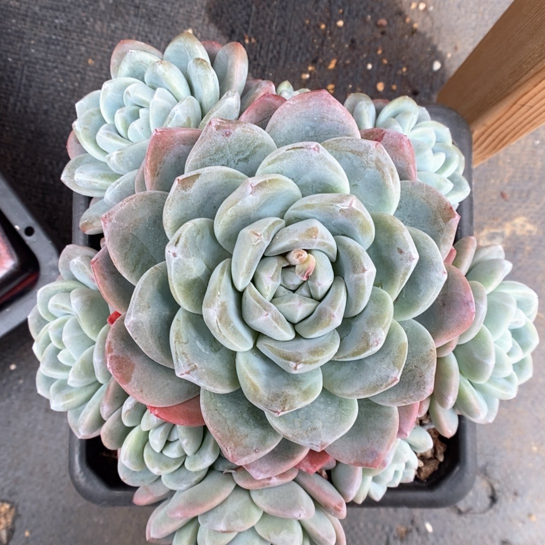 捧花冰玉群生可拍。      