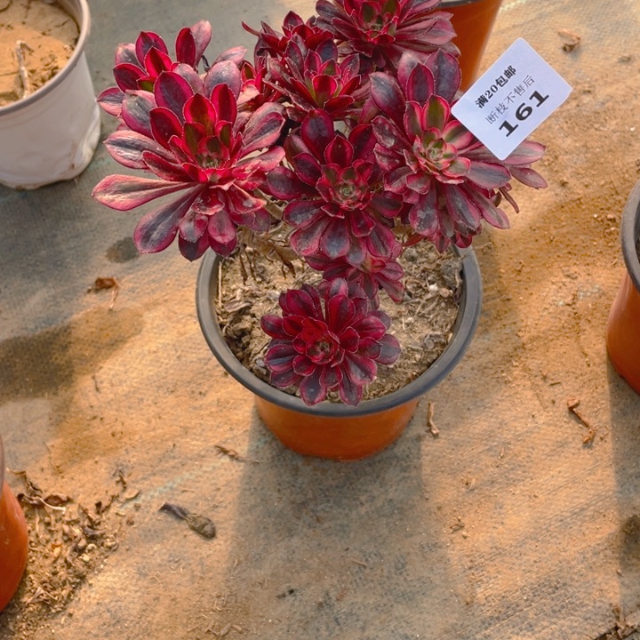 161香法师多肉断枝不售后