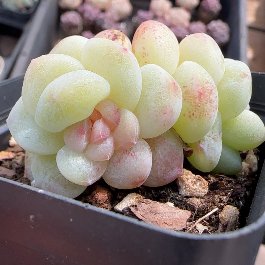 冰玉石化粉锦双头