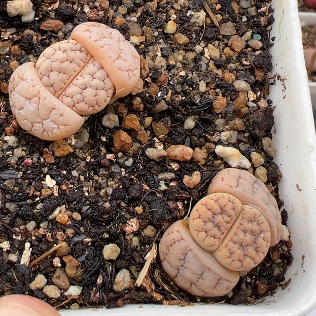 2.17好看的多肉985