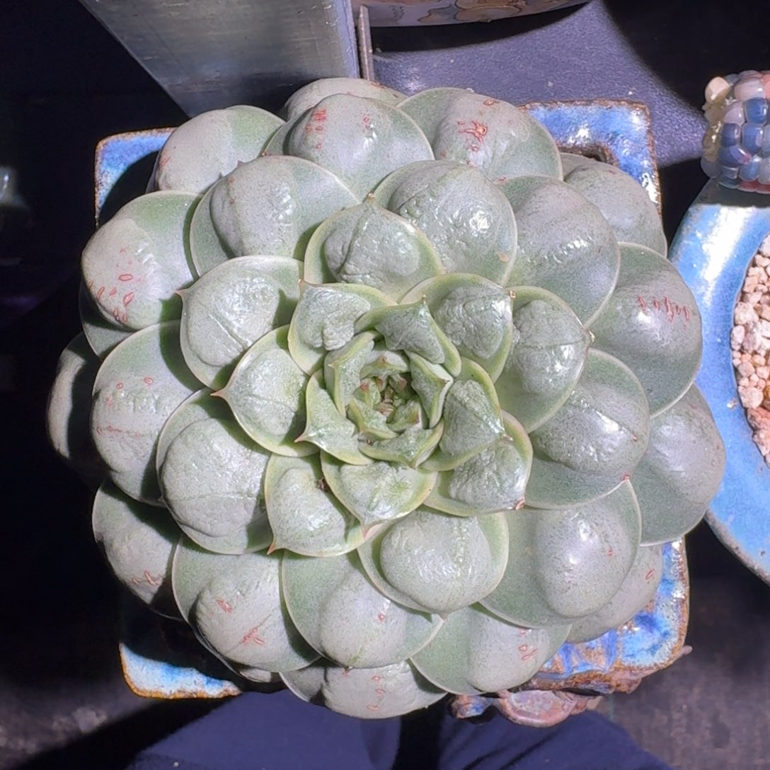 雨滴杂 单头 一物一拍