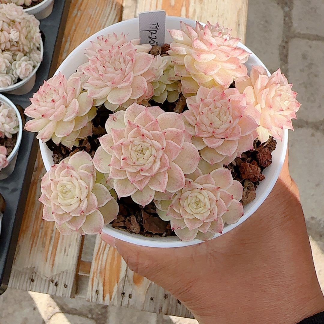 霜***霜0102-39（ttp-207）优选