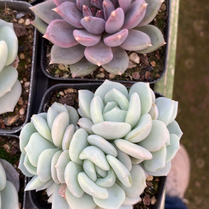 噜***啦童颜5头➕紫天空之城